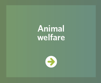Animal Welfare